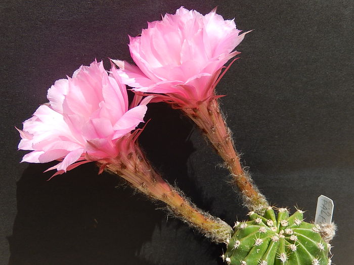 palpa - Echinopsis