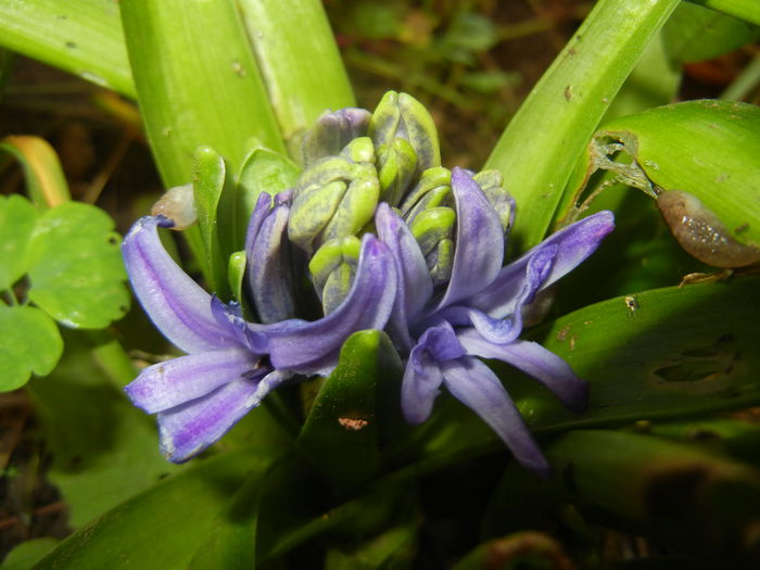 Blue Hyacinth (2014, June 09) - HYACINTHUS Orientalis Simple