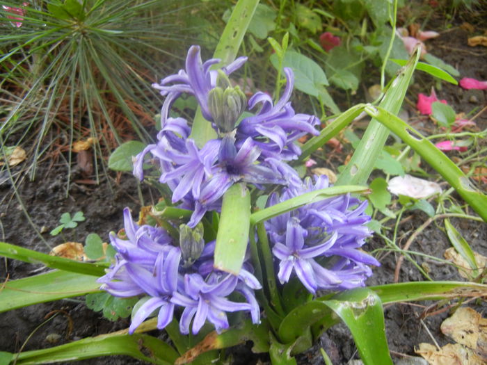 Blue Hyacinth (2014, June 14) - HYACINTHUS Orientalis Simple