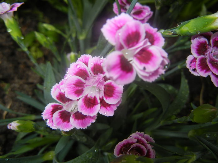 Dianthus Pink Kisses (2014, June 14)