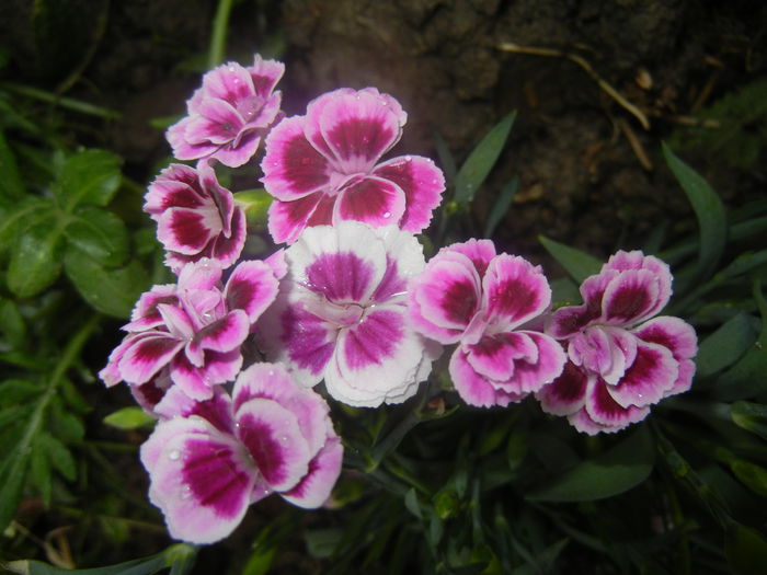 Dianthus Pink Kisses (2014, June 15)