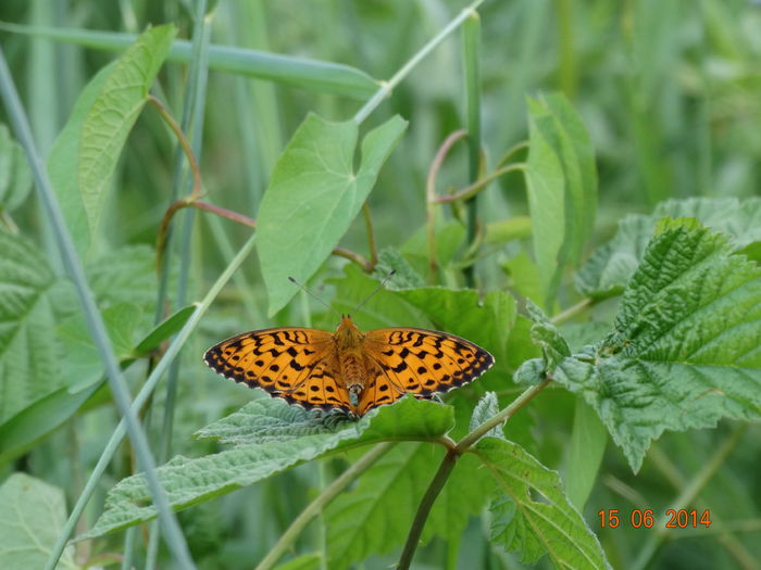 DSC05132 - Diverse insecte