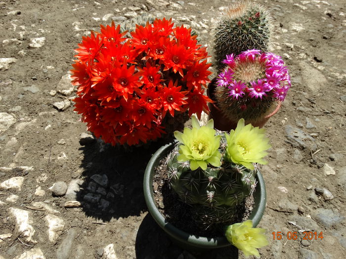 DSC05027 - Cactusi  si suculente 2014