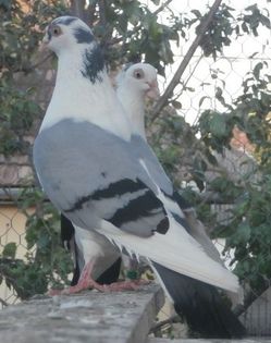 Dat in Marsa la Manuel - D- Porumbei JUCATORI DE GALATI VANDUTI Album 2