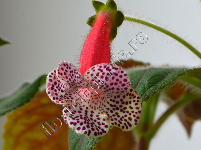 Kohleria Luci s Blend - KOHLERIA IV - Hibrizii mei - My hybrids