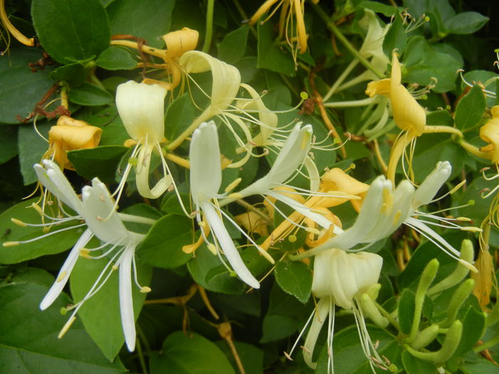 Lonicera japonica (2014, June 14) - LONICERA Japonica