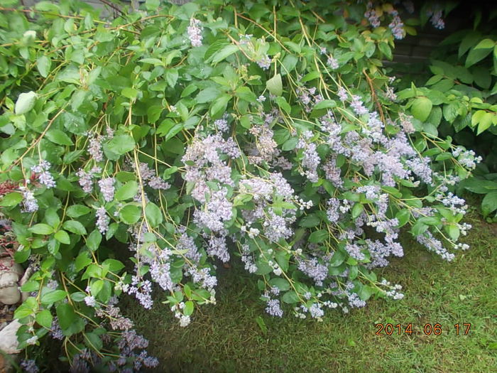 ceanothus - 2014