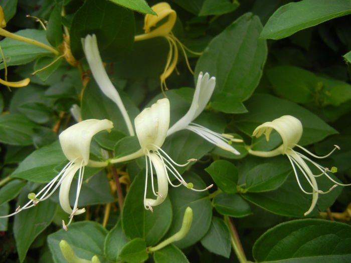 Lonicera japonica (2014, June 14) - LONICERA Japonica