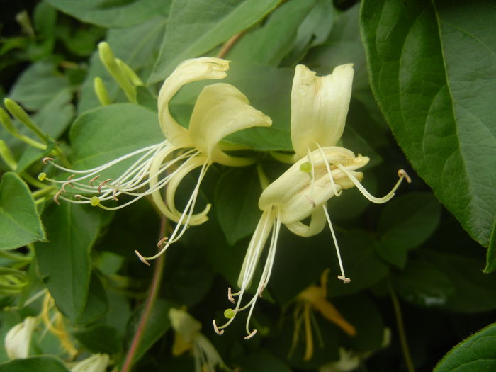 Lonicera japonica (2014, June 14) - LONICERA Japonica