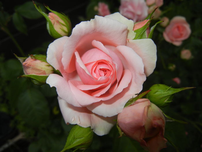 Rose Pleasure (2014, May 29)