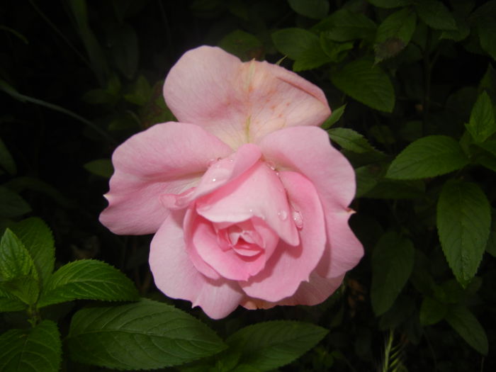 Pink Miniature Rose (2014, June 07)