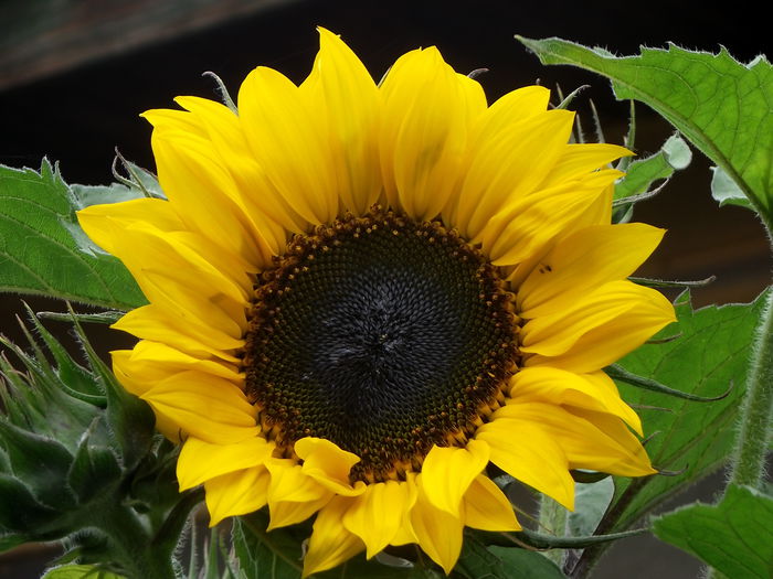 floarea soarelui decorativa - flori