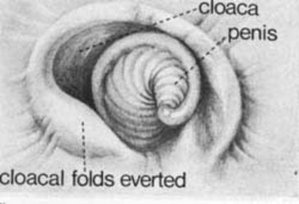 reproductive-organs-immature-male-goose - 10 sexare pasari