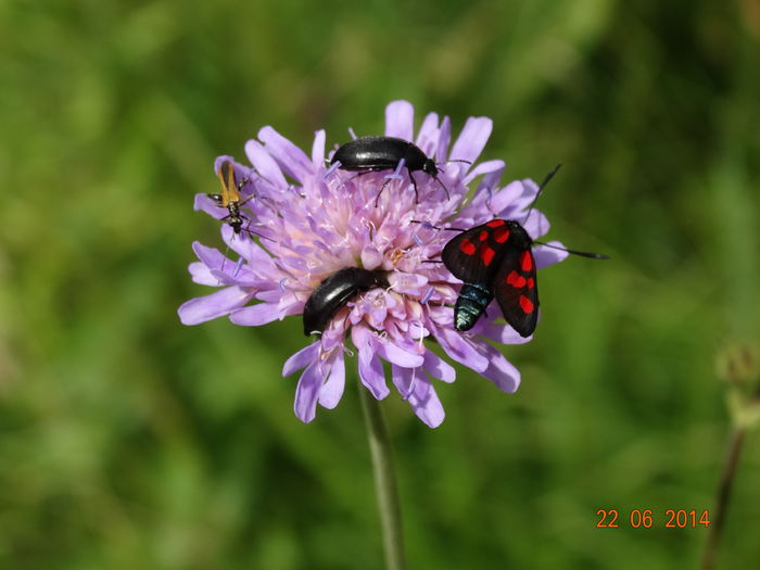 DSC05445 - Diverse insecte