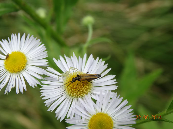 DSC05429 - Diverse insecte