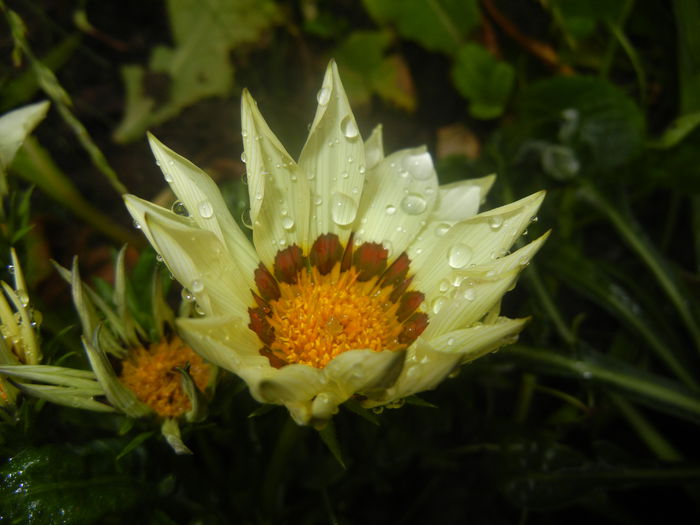 Gazania_Treasure Flower (2014, Jun.14)