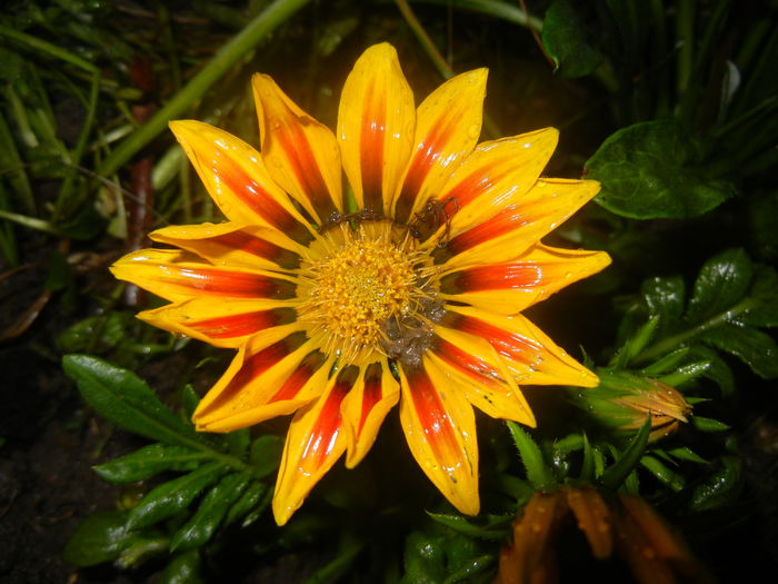 Gazania_Treasure Flower (2014, Jun.16)