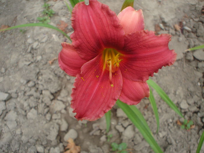 Siloam Baby Talk - hemerocallis 2014