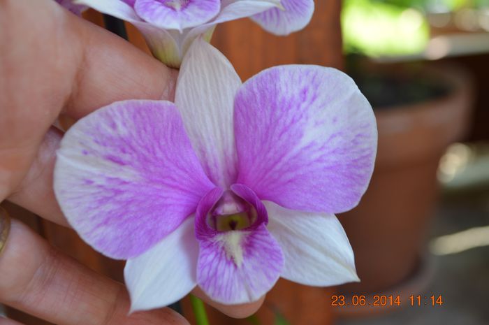 DSC_0261 - Dendrobium phalaenopsis