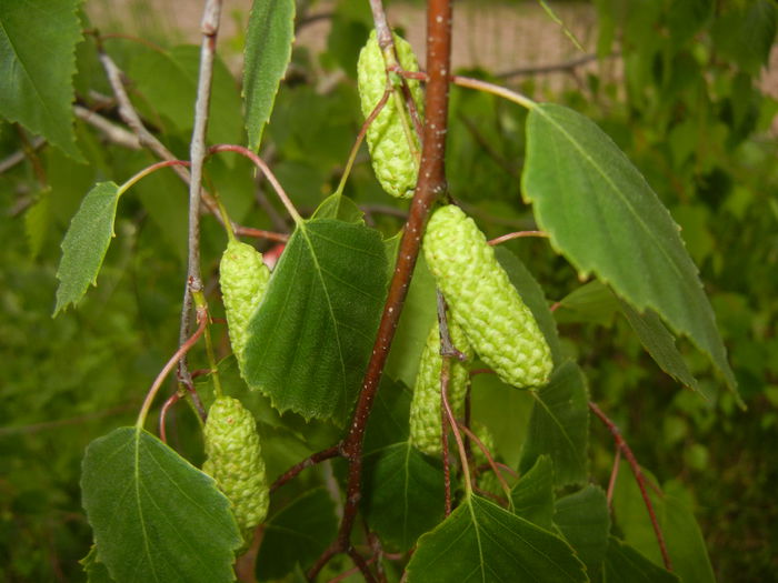 Betula pendula Youngii (2014, May 16)