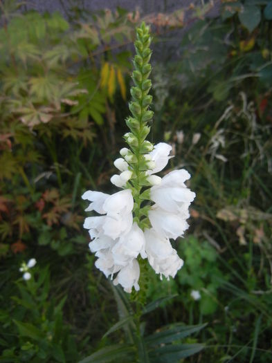 Physostegia virginiana Alba ('13, Jul.26)