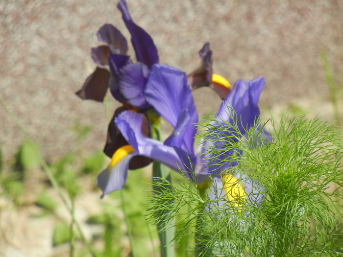 Iris hollandica (2014, May 21)