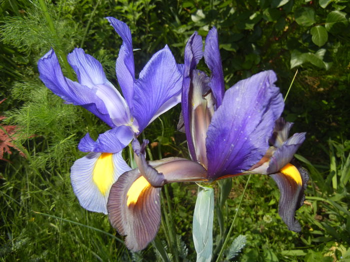 Iris hollandica (2014, May 21)