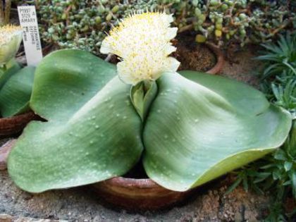 haemanthus deformis