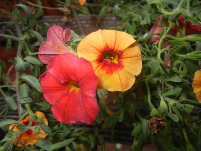 Calibrachoa Superbells (2014, June 18)