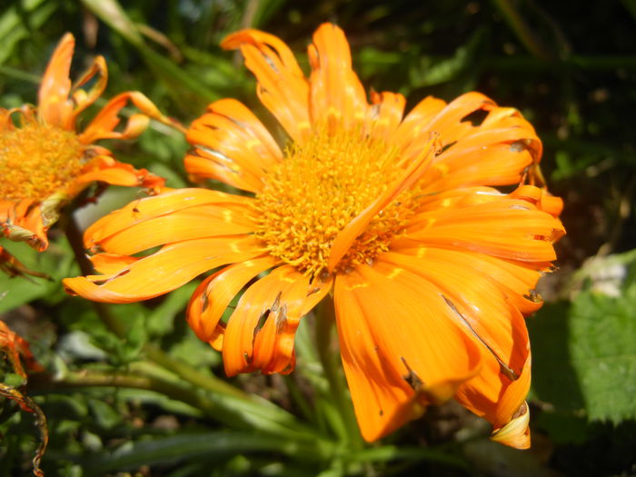 Gazania_Treasure Flower (2014, Jun.23)