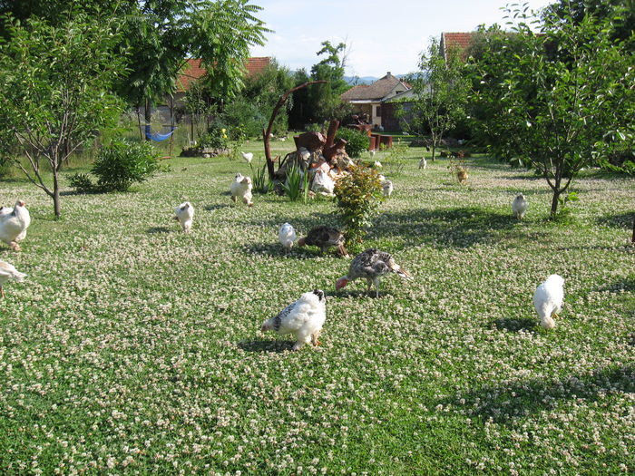 sunt o minunatie, doar ca aduna zeci de albine - A Curtea-gradina zambesc din nou