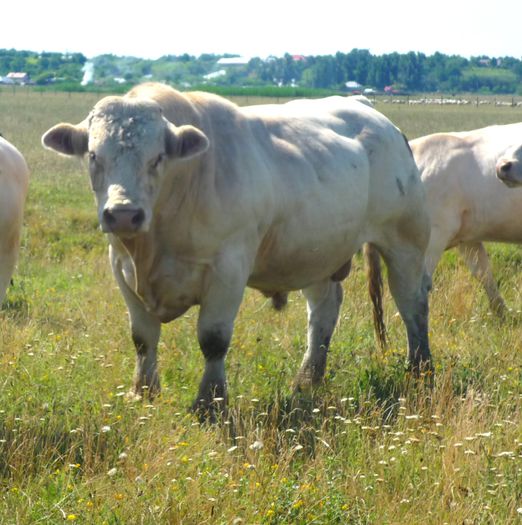 Elvis; Taur Charolais 5 ani - Galati, Popa Emil
