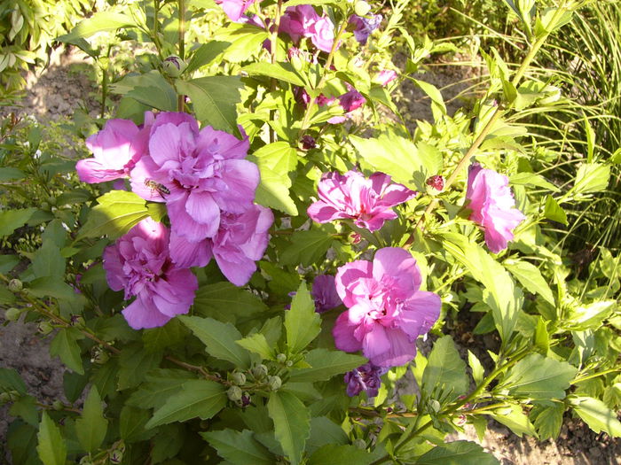 Hibiscus syriacus Duc de Brabant