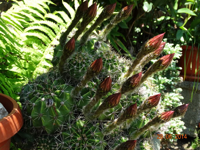 DSC05554 - Cactusi  si suculente 2014