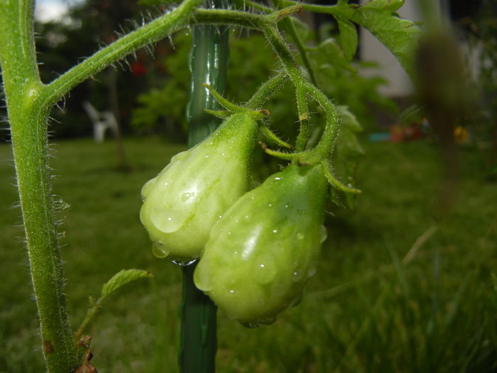 Tomato Yellow Pear (2014, June 23)