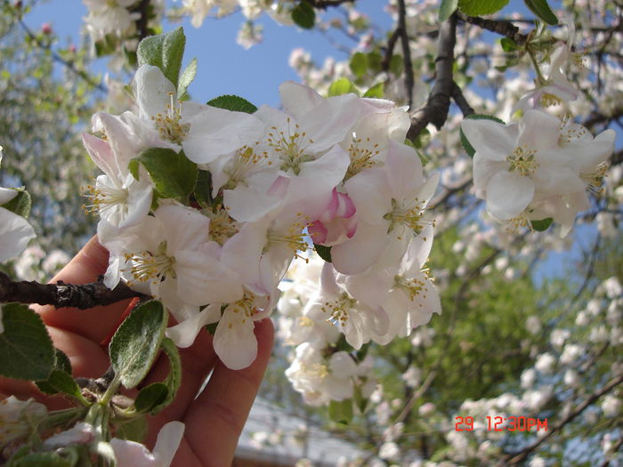 29APRILIE2012; Florile mărului rege al curţii...(are peste 40 ani)
