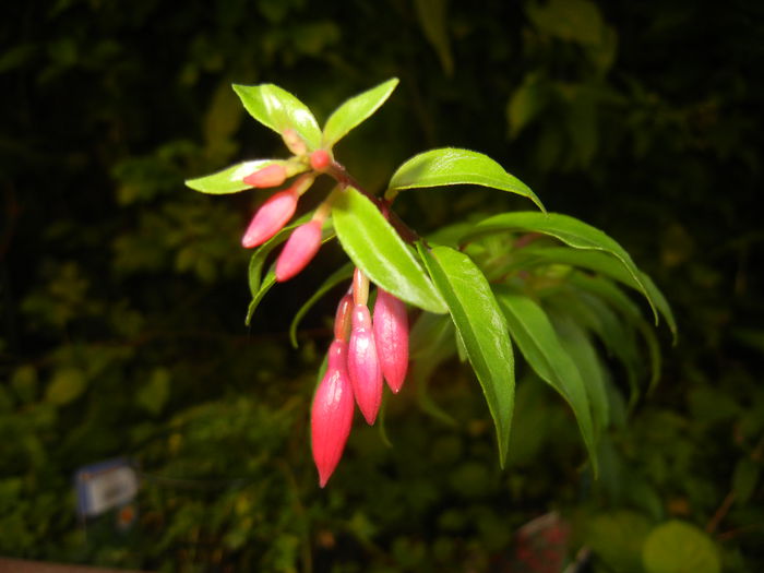 Fuchsia magellanica Gracilis (`14, Jun.27)