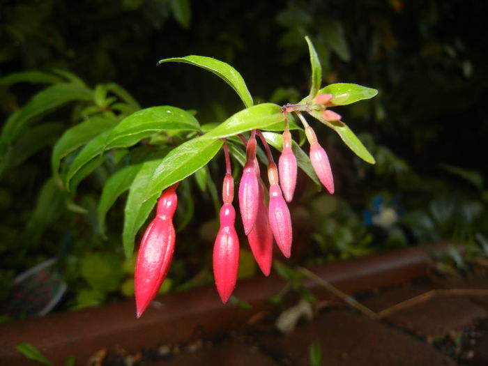 Fuchsia magellanica Gracilis (`14, Jul.01)