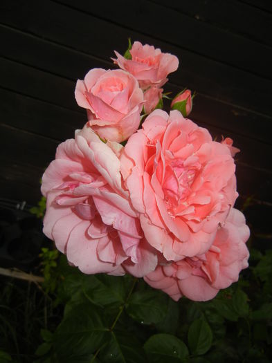 Rose Pleasure (2014, June 07)