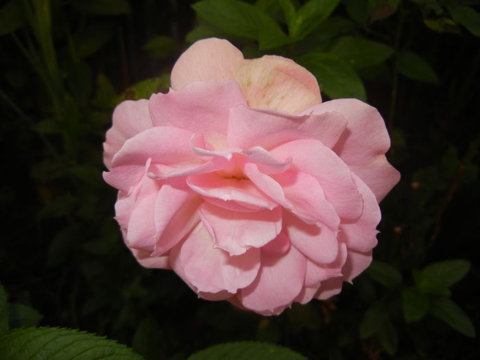 Pink Miniature Rose (2014, June 09)