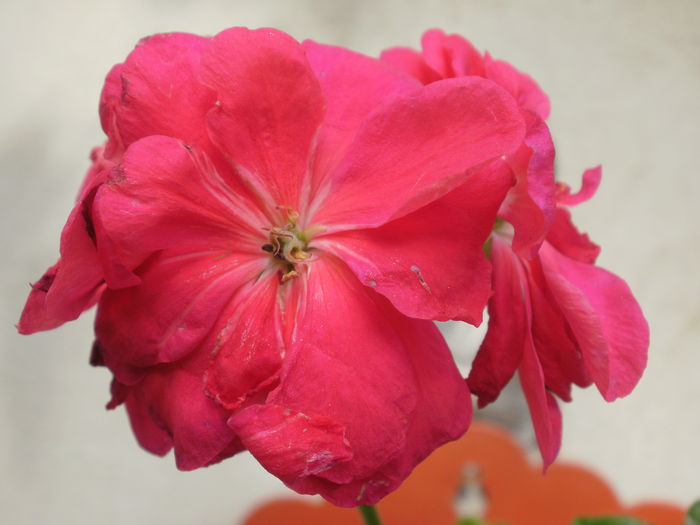  - Pelargonium