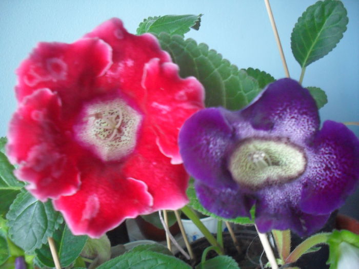 SDC12039 - GLOXINIA 2013-2014