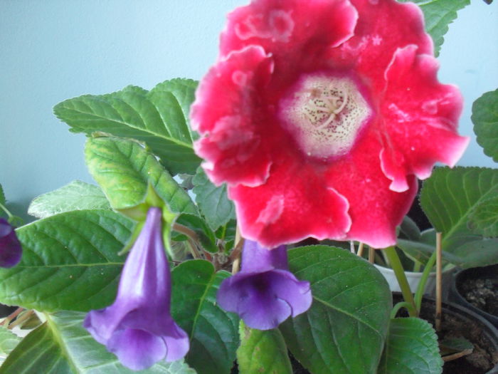 SDC12048 - GLOXINIA 2013-2014