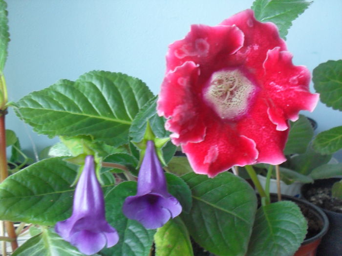 SDC12058 - GLOXINIA 2013-2014