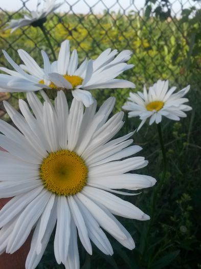 20140705_191651 - flori de gradina 2014