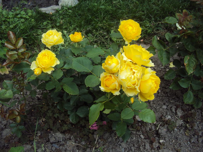 DSC09786 - Smooth Buttercup