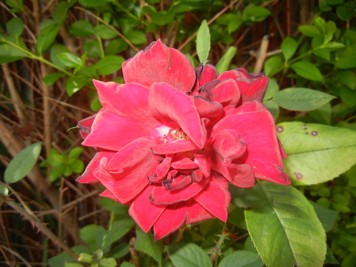 Dark Red Rose (2014, June 23)