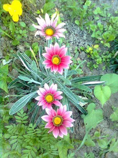 GAZANIA