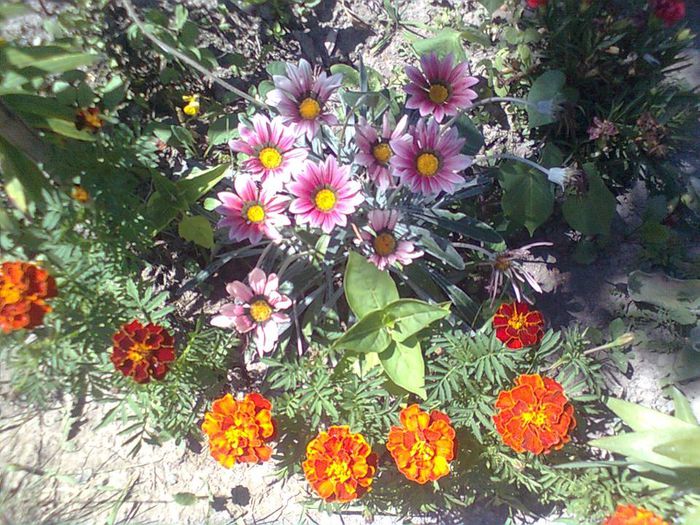 GAZANIA SI CRAITE