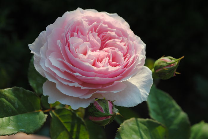Gartentraume - Trandafiri si  clematite II